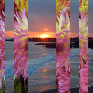 Dahlia Sunset 400 H Pixels