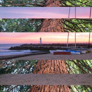 Redwood Tree Lighthouse at Sunset